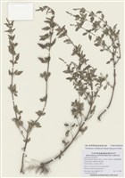 藏品(粗鋸齒薺薴)的圖片